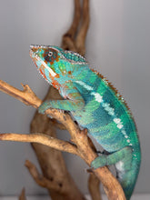 Load image into Gallery viewer, Close-up of dorsal pattern and tail of male Ambilobe Panther Chameleon from Flash Jr. × Aslan bloodline, showing emerging yellow tones and blue-green coloration
