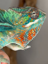 Load image into Gallery viewer, Close-up of male Ambilobe Panther Chameleon from Flash Jr. × Aslan bloodline showing detailed face, eyes, and emerging yellow-blue coloration
