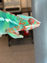 Load image into Gallery viewer, Close-up of male Ambilobe Panther Chameleon from Flash Jr. × Aslan bloodline showing detailed face, eyes, and emerging yellow-blue coloration
