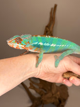 Load image into Gallery viewer, Male Ambilobe Panther Chameleon from Flash Jr. × Aslan bloodline perched in naturalistic environment, highlighting coloration and posture
