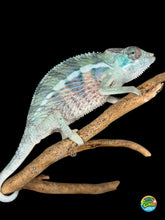 Load image into Gallery viewer, Male Ambilobe panther chameleon juvenile Flash Jr Aslan bloodline full body
