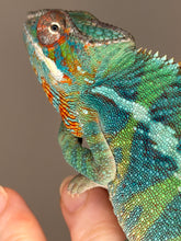 Load image into Gallery viewer, Side view of male Ambilobe Panther Chameleon from Flash Jr. × Aslan bloodline showing structure and coloration
