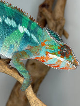 Load image into Gallery viewer, Side view of male Ambilobe Panther Chameleon from Flash Jr. × Aslan bloodline, showing structure and color pattern
