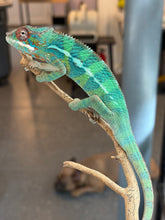 Load image into Gallery viewer, Close-up of emerging yellow highlights on male Ambilobe Panther Chameleon from Flash Jr. × Aslan bloodline
