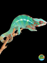Load image into Gallery viewer, Male Ambilobe Panther Chameleon from Flash Jr. × Aslan bloodline displaying vibrant green and blue colors with emerging yellow tones
