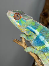 Load image into Gallery viewer, full body view of neon ambilobe panther chameleon male
