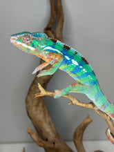 Load image into Gallery viewer, Male Ambilobe Panther Chameleon showing early blue barring on green base
