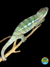 Load image into Gallery viewer, Ambilobe panther chameleon male with adorable old man face
