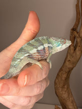 Load image into Gallery viewer, Detailed pattern of juvenile Ambilobe panther chameleon skin and markings
