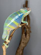 Load image into Gallery viewer, neon ambilobe panther chameleon male perched on branch
