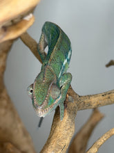 Load image into Gallery viewer, Ambilobe male chameleon before full color development
