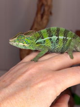 Load image into Gallery viewer, Side profile of juvenile male Ambilobe panther chameleon Flash Jr Aslan pairing
