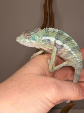 Load image into Gallery viewer, Side profile of Ambilobe panther chameleon juvenile Flash Jr Aslan pairing
