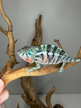 Load image into Gallery viewer, Juvenile Ambilobe panther chameleon displaying defensive spicy coloration
