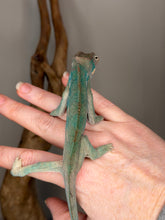 Load image into Gallery viewer, ambilobe panther chameleon male with popping teal bars back view
