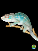 Load image into Gallery viewer, ambilobe panther chameleon male with popping teal bars
