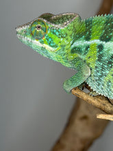Load image into Gallery viewer, Juvenile Ambilobe panther chameleon with emerging teal and green coloration
