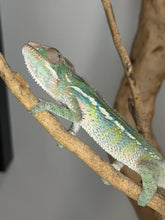 Load image into Gallery viewer, Underside view of Ambilobe panther chameleon male showing early underbelly coloration
