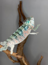 Load image into Gallery viewer, A live chameleon with blue, green, and orange patterned scales perched on a brown branch against a plain gray background.

