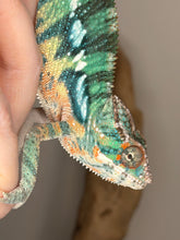Load image into Gallery viewer, Yellow and blue Ambilobe chameleon perched on hand
