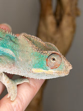 Load image into Gallery viewer, ambilobe panther chameleon male preparing to shed, light base colors
