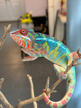Load image into Gallery viewer, Premium Ambilobe Panther Chameleon juvenile with vivid red, blue, and deep green coloration developing strongly

