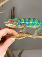 Load image into Gallery viewer, Young male Ambilobe Panther Chameleon from exceptional red and blue lineage with vibrant colors
