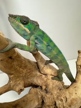 Load image into Gallery viewer, Healthy Flash x Phoenix Ambilobe Panther Chameleon offspring eating well
