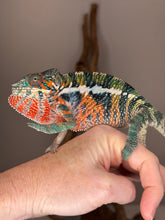 Load image into Gallery viewer, Camera-weary Ambilobe Panther Chameleon perched on hand
