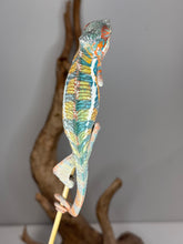 Load image into Gallery viewer, Juvenile Ambilobe Panther Chameleon from Aslan x Flash, perched and slightly shy
