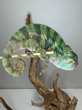 Load image into Gallery viewer, Flash bloodline Ambilobe Panther Chameleon juvenile for sale
