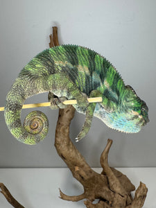 Flash bloodline Ambilobe Panther Chameleon juvenile for sale
