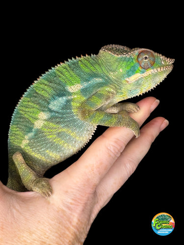 Close-up of shy Ambilobe Panther Chameleon with developing red tones