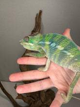 Load image into Gallery viewer, Healthy juvenile Panther Chameleon from Frams Chams
