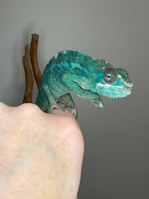 Load image into Gallery viewer, Side profile of juvenile Ambilobe Panther Chameleon with blue barring
