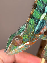 Load image into Gallery viewer, Young male Panther Chameleon showing calm temperament
