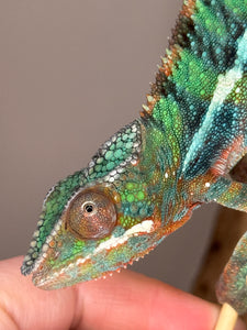 Young male Panther Chameleon showing calm temperament