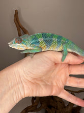 Load image into Gallery viewer, Juvenile Ambilobe Panther Chameleon showing rainbow coloration
