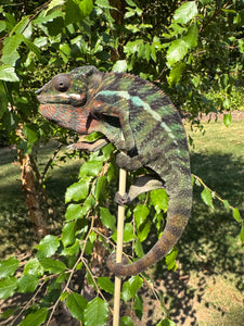 Ambilobe Panther Chameleon close-up showing texture and pattern