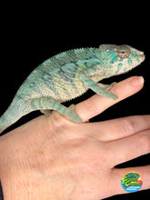 Load image into Gallery viewer, Juvenile Ambilobe Panther Chameleon with bold teal and blue coloration
