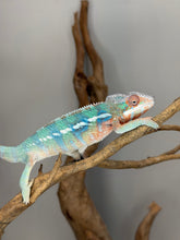 Load image into Gallery viewer, Young Ambilobe Panther Chameleon showing vibrant turquoise highlights
