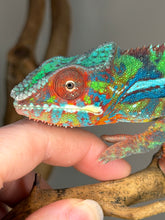 Load image into Gallery viewer, Colorful Ambilobe Panther Chameleon displaying rich blues, emerald greens, and red highlights
