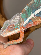 Load image into Gallery viewer, Ambilobe Panther Chameleon developing vibrant yellow and blue coloration
