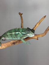 Load image into Gallery viewer, Front view of a young male Ambilobe Panther Chameleon with developing coloration
