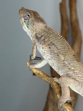 Load image into Gallery viewer, Young Ambilobe Panther Chameleon showing developing yellow red and blue coloration
