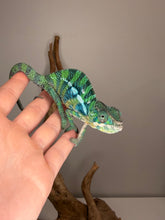 Load image into Gallery viewer, Young male Ambilobe Panther Chameleon showing bright developing blue bars and early red coloration from Flash Jr. x Aslan bloodlines.
