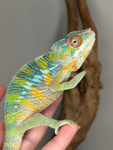 Load image into Gallery viewer, Young Ambilobe Panther Chameleon displaying turquoise highlights and blue bars
