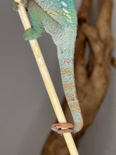 Load image into Gallery viewer, Young male in a healthy enclosure with natural lighting
