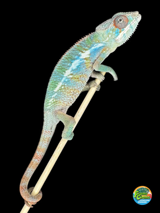 Young Ambilobe Panther Chameleon showing emerging rainbow colors
