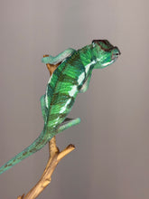 Load image into Gallery viewer, Full body view of male Ankify Panther Chameleon from wild-caught lineage
